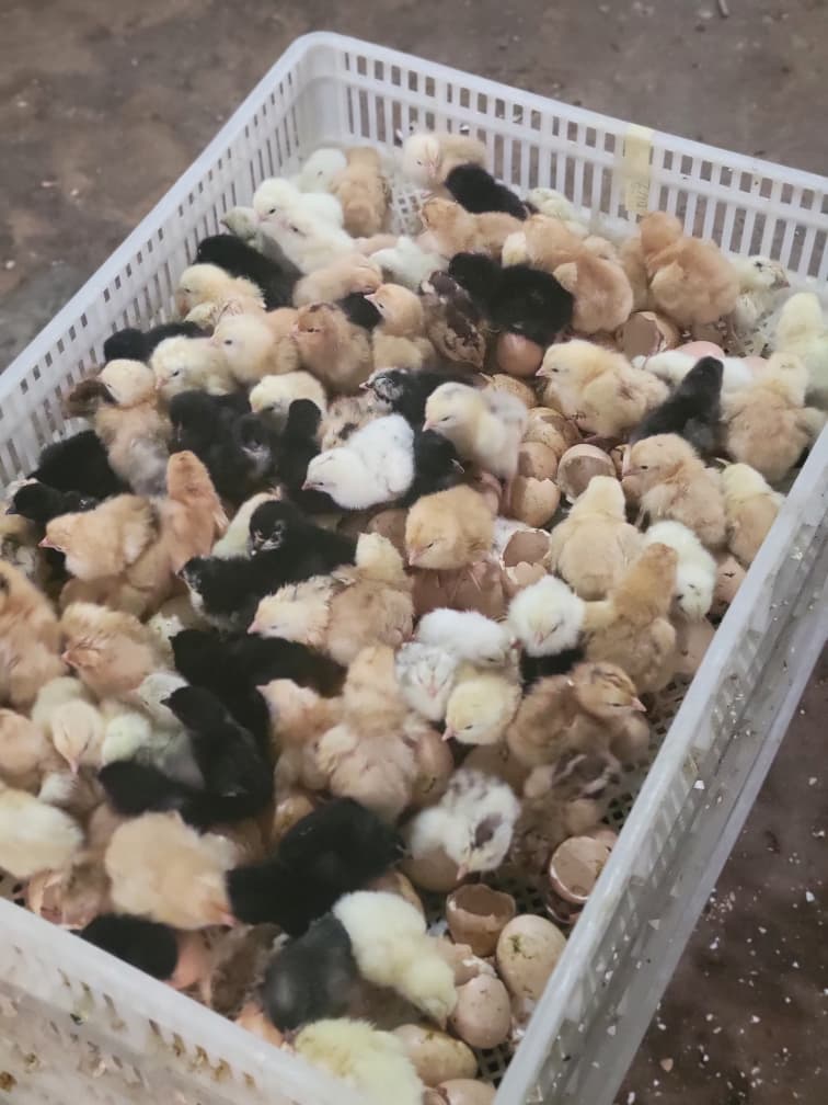 Poussins Goliath 