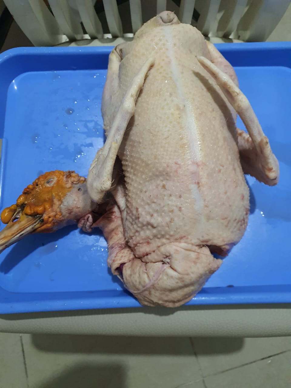 🦆 Canard Fermier – Ferme Papy Yao