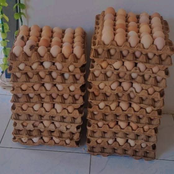 🥚 Œufs Frais de Ferme – Ferme Papy Yao